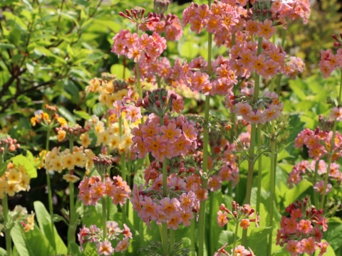 Pierwiosnek kandelabrowa- Primula bullesiana (W)