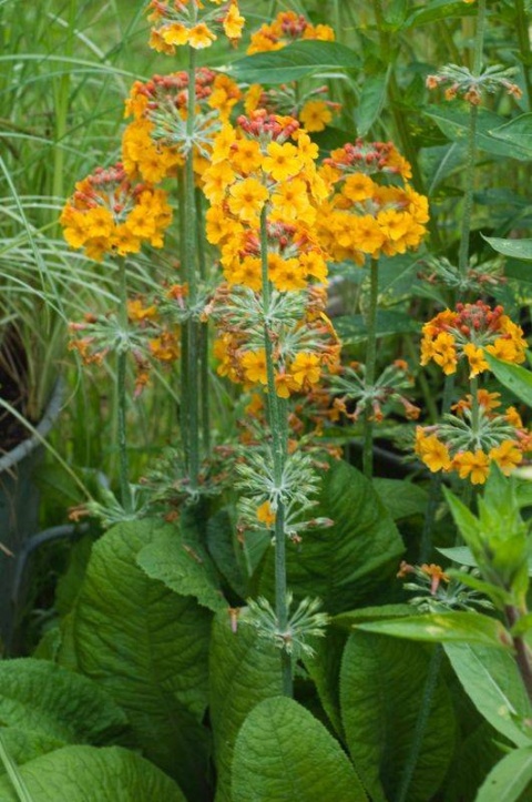 Pierwiosnek kandelabrowa- Primula bullesiana (W)