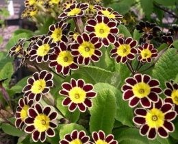 Pierwiosnek ogrodowy- Primula polyantha 'Gold Lace' (L)