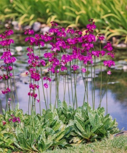 Pierwiosnek przyprószony- Primula pulverulenta (L)