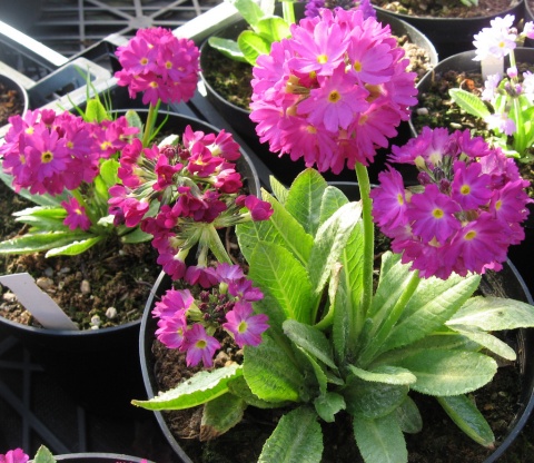 Pierwiosnek ząbkowany 'Rubin'- Primula dendiculata (W)