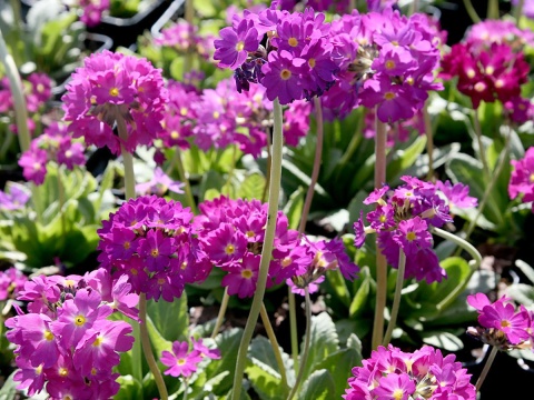 Pierwiosnek ząbkowany 'Rubin'- Primula dendiculata (W)