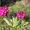 Pierwiosnek ząbkowany 'Rubin'- Primula dendiculata (W)