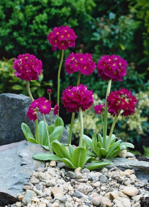 Pierwiosnek ząbkowany 'Rubin'- Primula dendiculata (W)