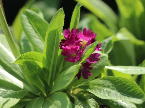 Pierwiosnek ząbkowany 'Rubin'- Primula dendiculata (W)