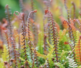 Podrzeń nadmorski- Blechnum penna-marina (L)