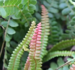 Podrzeń nadmorski- Blechnum penna-marina (L)