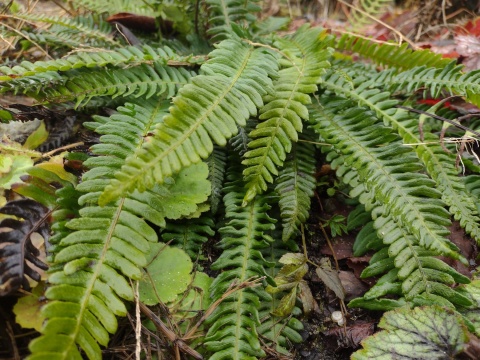 Podrzeń żebrowiec- Blechnum spicant (W)