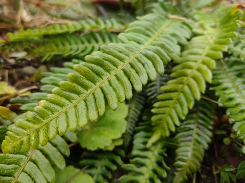 Podrzeń żebrowiec- Blechnum spicant (W)