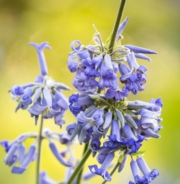 Powojnik Bonstedta- Clematis bonstedtii 'Crepuscule' (L)