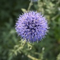 Przegorzan banatyński - Echinops bannaticus Blue Glow (W)