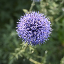 Przegorzan banatyński - Echinops bannaticus Blue Glow (W)