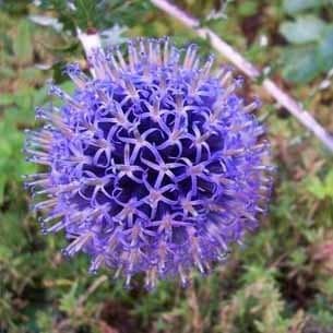 Przegorzan banatyński - Echinops bannaticus Blue Glow (W)