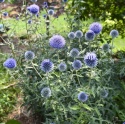 Przegorzan banatyński - Echinops bannaticus Blue Glow (W)