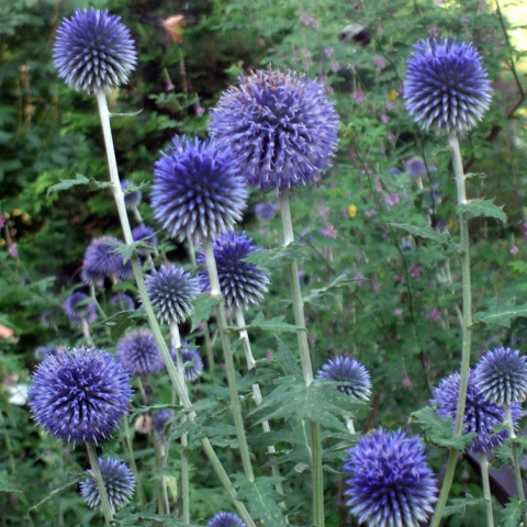 Przegorzan banatyński - Echinops bannaticus Blue Glow (W)