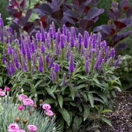 Przetacznik - Veronica Magic Show Purple Illusion (W)