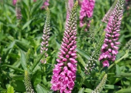 Przetacznik kłosowy - Veronica Bubblegum Candles (W)