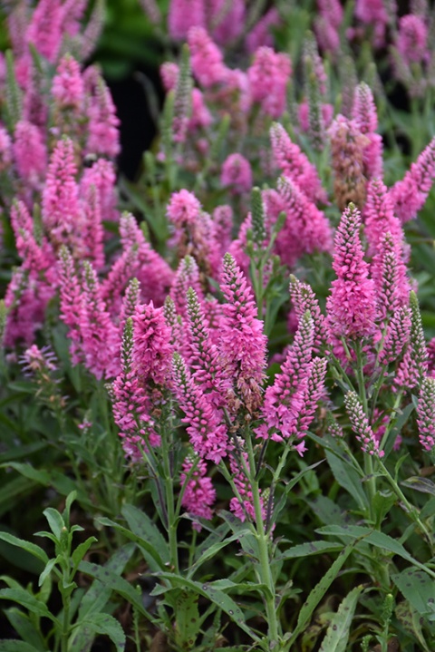 Przetacznik kłosowy - Veronica Bubblegum Candles (W)