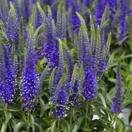 Przetacznik niebieski - Veronica Magic Show Wizard of Ahhs (L)