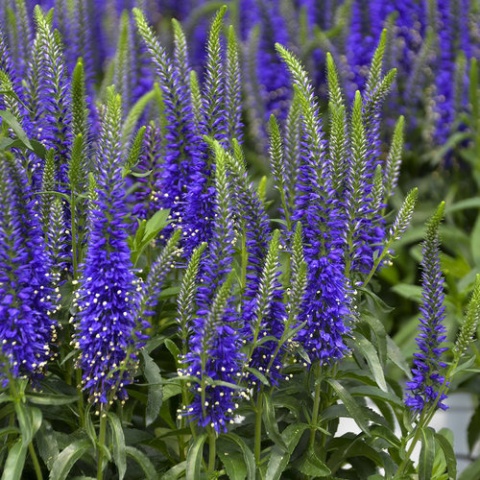 Przetacznik niebieski - Veronica Magic Show Wizard of Ahhs (L)