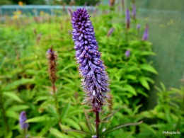 Przetacznikowiec wirginijski - Veronicastrum Cupid (L)
