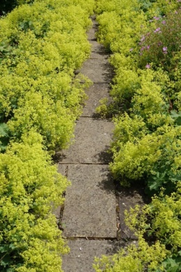 Przywrotnik jedwabisty 'Gold Strike' (L)