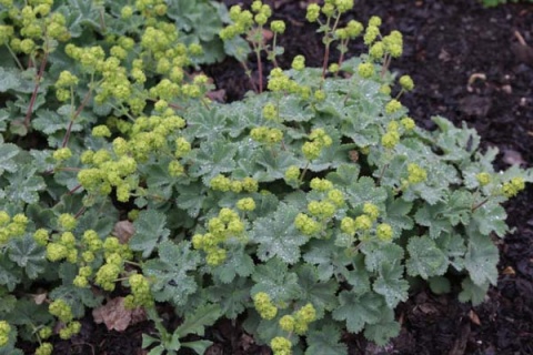 Przywrotnik kaukaski (W)