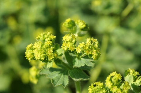 Przywrotnik kaukaski (W)