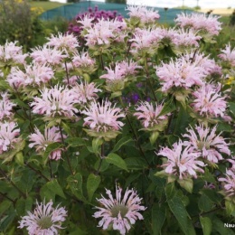 Pysznogłówka 'Fishes' (L)