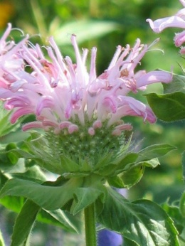 Pysznogłówka 'Fishes' (L)