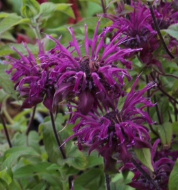 Pysznogłówka- Monarda 'Westacre Purple' (L)