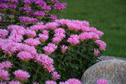 Pysznogłówka 'Pink Frosting' (L)