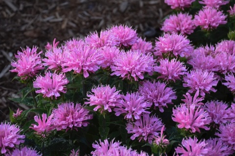 Pysznogłówka 'Pink Frosting' (L)