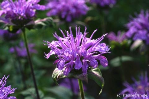 Pysznogłówka miętolistna- Monarda menthifolia 'Mohikaner' (L)