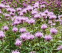 Pysznogłówka miętolistna- Monarda menthifolia 'Mohikaner' (L)