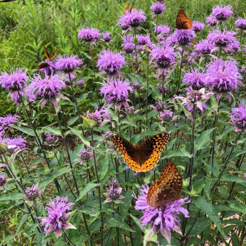 Pysznogłówka miętolistna- Monarda menthifolia 'Mohikaner' (L)