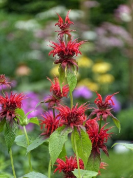 Pysznogłówka szkarłatna- Monarda didyma (L)