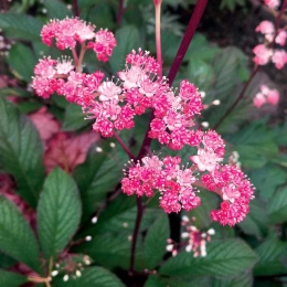Rodgersia 'Bronze Peacock' (W)