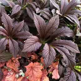 Rodgersia 'Bronze Peacock' (W)