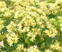 Rozchodnik- Sedum 'Honey Gold' (W)