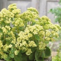 Rozchodnik- Sedum 'Honey Gold' (W)
