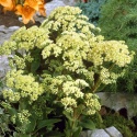 Rozchodnik- Sedum 'Honey Gold' (W)