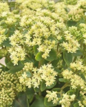 Rozchodnik- Sedum 'Honey Gold' (W)