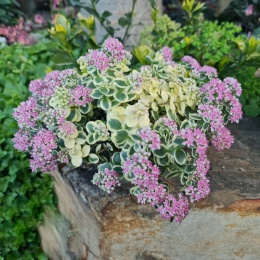 Rozchodnik- Sedum 'Lime Twister' (W)