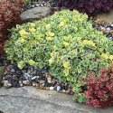 Rozchodnik- Sedum 'Lime Twister' (W)