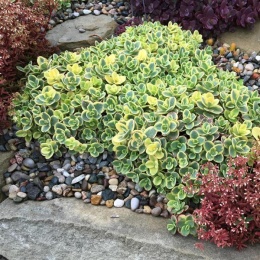 Rozchodnik- Sedum 'Lime Twister' (W)