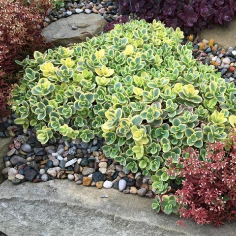 Rozchodnik- Sedum 'Lime Twister' (W)