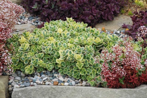 Rozchodnik- Sedum 'Lime Twister' (W)