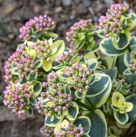 Rozchodnik- Sedum 'Lime Twister' (W)