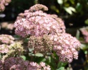 Rozchodnik- Sedum 'Matrona' (W)